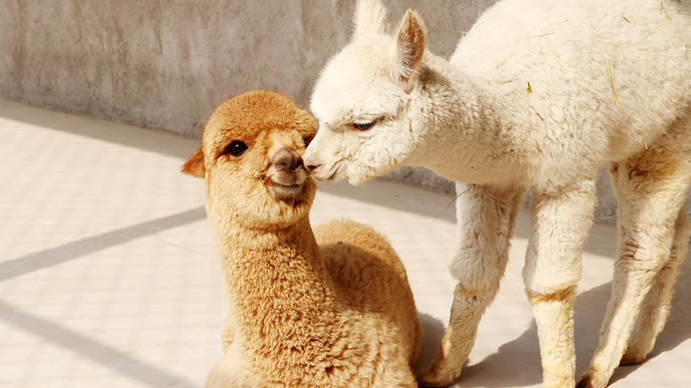 ̸��ɹٷ���վ - רҵ��������ƽ̨